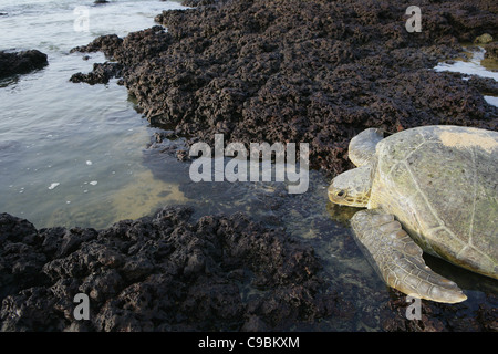 L'Afrique, la Guinée-Bissau, la tortue de mer verte sur la pierre Banque D'Images