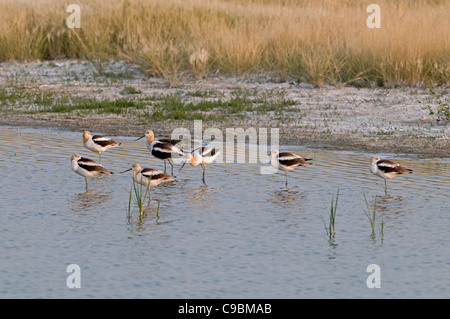 Canada Alberta Lac Tyrrell, sept l'Avocette d'Amérique Recurvirostra americana se nourrissant de shore 5 debout sur une jambe dans l'eau Banque D'Images