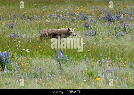 Le Canada, l'Alberta, le parc national des Lacs-Waterton, Coyote Canis latrans traque ses proies parmi les fleurs sauvages. Banque D'Images