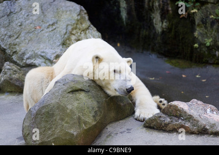 Un ours polaire se détendre sur son rocher Ursus maritimus Banque D'Images