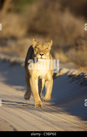 Une lionne à marcher vers la caméra, Kgalagadi Transfrontier Park, dans le Nord de la Province du Cap, Afrique du Sud Banque D'Images