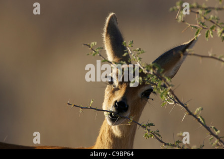 Un Steenbok à la caméra pendant qu'il mange les feuilles arbre coupé Kgalagadi Transfrontier Park Northern Cape Province Afrique du Sud Banque D'Images