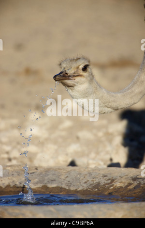 Close-up d'une autruche eau potable, Kgalagadi Transfrontier Park, dans le Nord de la Province du Cap, Afrique du Sud Banque D'Images