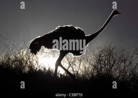 La silhouette d'une autruche, Kgalagadi Transfrontier Park, dans le Nord de la Province du Cap, Afrique du Sud Banque D'Images