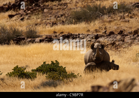 Le Rhinocéros noir (Diceros bicornis) et d'un veau, Skeleton Coast, Désert du Namib, Namibie Banque D'Images