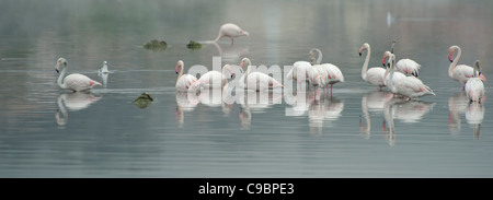 Les flamants roses dans la brume matinale. Salt Pan au Vermont ; Western Cape, Afrique du Sud. Banque D'Images