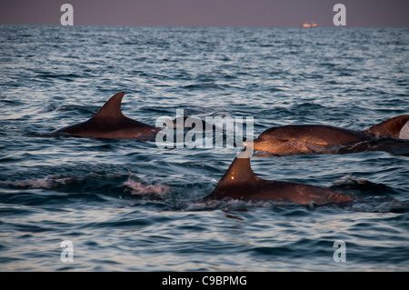 Les grands dauphins (Tursiops truncatus) dans la baie d'Algoa, en bord de mer de Port Elizabeth, Eastern Cape Province, Afrique du Sud Banque D'Images