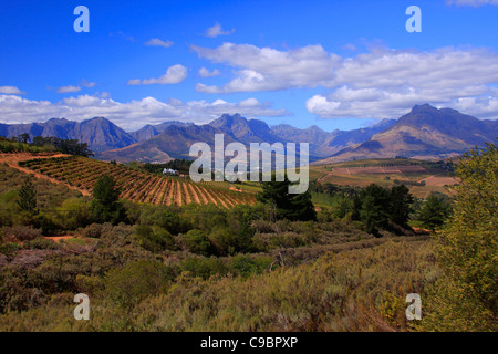 Vale de Devon, région de Stellenbosch, Province de Western Cape, Afrique du Sud Banque D'Images