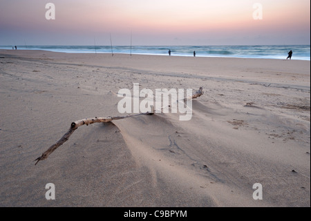 Branch enterrée dans le sable sur la plage Banque D'Images