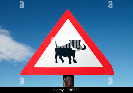 Road sign warning de phacochères en route, à Grahamstown, Eastern Cape Province, Afrique du Sud Banque D'Images