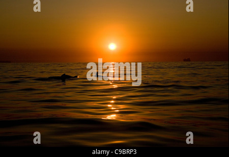 Lever du soleil sur la mer avec des dauphins, la baie d'Algoa, Province orientale du Cap, Afrique du Sud Banque D'Images