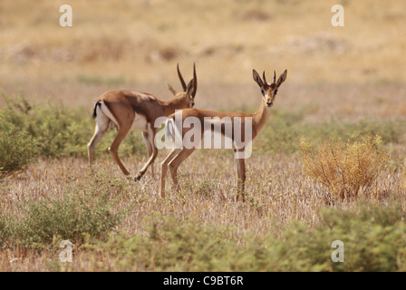 La gazelle dorcas (Gazella dorcas), également connu sous le nom de Gazelle Ariel photographié en Israël en Septembre Banque D'Images