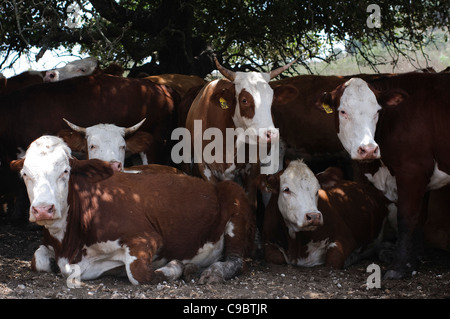L'élevage des bovins en Israël, sur le Mont Carmel le troupeau se blottissent à l'ombre sous un arbre Banque D'Images
