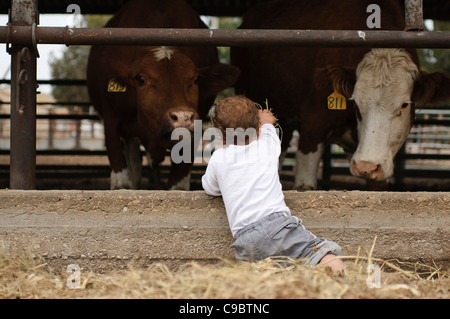 Deux ans baby boy rss une vache sur une ferme laitière Banque D'Images