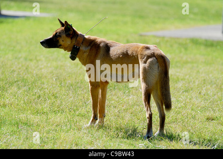 Dingo Canis lupus dingo un collier émetteur femelle au camping Myall Lakes Nat Park NSW Australie Banque D'Images