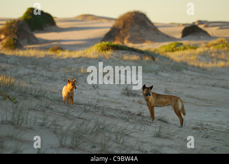 Dingos Canis lupus dingo sur dunes de sable côtières Myall Lakes Nat Park NSW Australie Banque D'Images