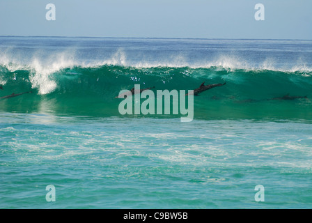 Grand dauphin Tursiops truncatus surf wave Banque D'Images