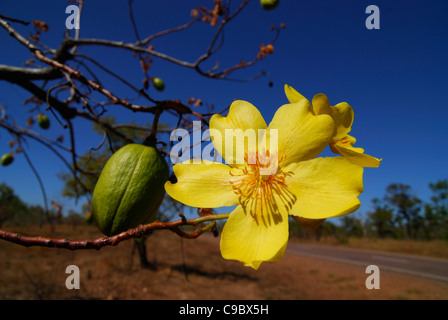 Kapok Bush fleur jaune et de fruits Cochlospermum fraseri Banque D'Images