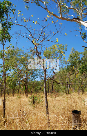 Kapok Bush floraison Cochlospermum fraseri Kakadu National Park Banque D'Images