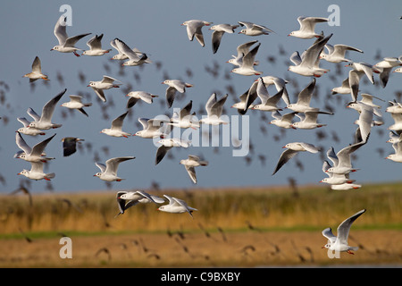 Un troupeau de Mouettes rieuses Larus ridibundus Black en vol l'automne Banque D'Images