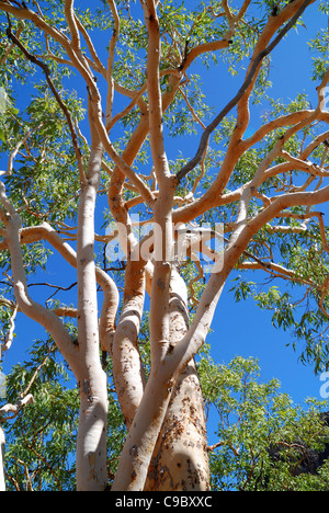 Tintinnans saumon Gum Eucalyptus Parc National de Kakadu en Australie Banque D'Images