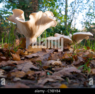 Agaric assombri Toadstool (Clitocybe nebularis) champignons champignon. Banque D'Images