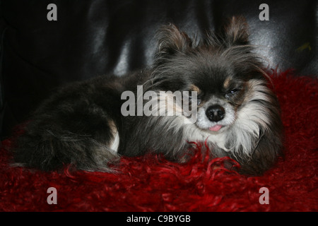 Brun foncé et brun avec une bavette blanche chien mexicain de Chihuahua ou reposant sur un coussin rouge sur le canapé en cuir noir avec sa langue. Banque D'Images