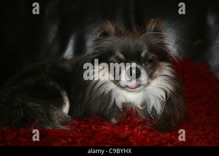 Brun foncé et brun avec une bavette blanche Chien mexicain de Chihuahua ou langue traînant reposant sur un coussin rouge sur noir canapé en cuir. Banque D'Images