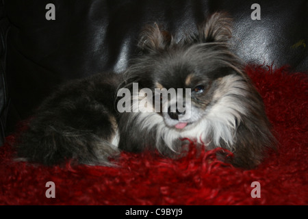 Brun foncé et brun clair avec du blanc bib chihuahua ou mexicain langue chien traînant reposant sur un coussin rouge sur noir canapé en cuir. Banque D'Images