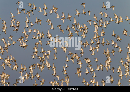 Le Pluvier doré Pluvialis abricaria floqué en vol au-dessus de la réserve naturelle de CLEY Banque D'Images