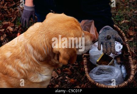 Aliments et boissons France chien formés pour trouver les truffes à la truffe hunter par panier et holding out out main dans la truffe fraîchement creusée Banque D'Images