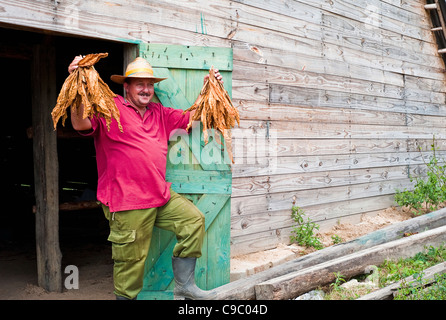 Cuba, dans les Caraïbes, en Amérique centrale, le tabac Farmer holding de feuilles séchées au séchoir sur porte de ferme. Banque D'Images