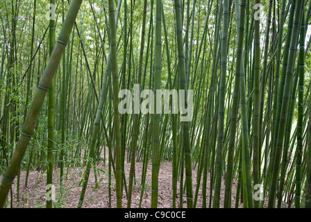 Chine, Jiangsu, Yangzhou, forêt de bambou à Slender West Lake Park. Une attraction touristique Banque D'Images