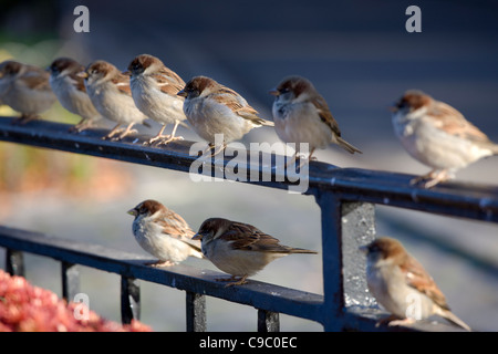 Moineau domestique (Passer domesticus domesticus), groupe d'hommes et de femmes Banque D'Images