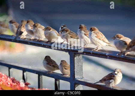 Moineau domestique (Passer domesticus domesticus), groupe d'hommes et de femmes Banque D'Images