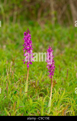 Maennliches Knabenkraut Orchis mascula ,au début, orchidée pourpre Banque D'Images