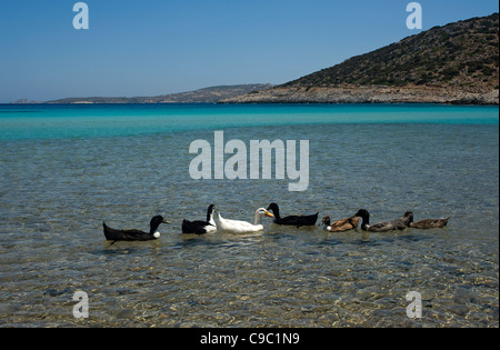 Canards à Platis Yialos Beach, Lipsi island, Grèce Banque D'Images