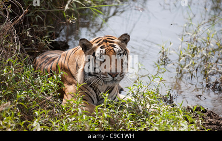 Royal tigre du Bengale Panthera tigris parc national de Kanha en Inde Banque D'Images