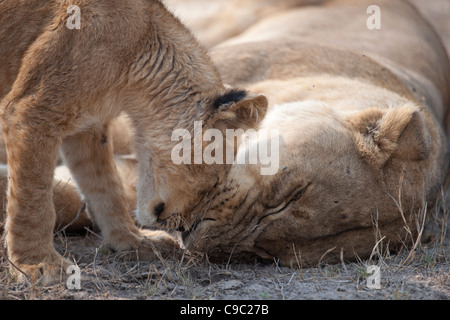 Lion cub nuzzling sa mère lion Panthera leo Botswana Banque D'Images