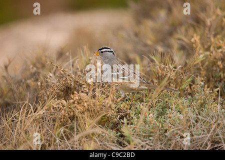 Bruant à couronne blanche (Zonotrichia leucophrys gambelii), sous-espèce de Gambel Banque D'Images