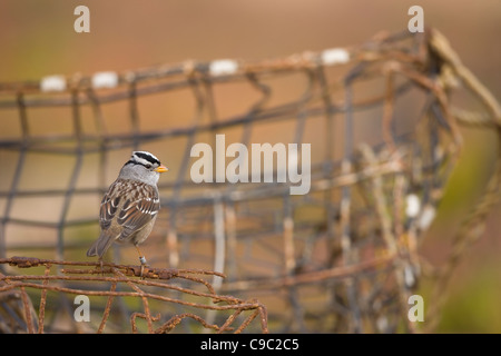 Bruant à couronne blanche (Zonotrichia leucophrys gambelii), sous-espèce de Gambel avec bande de jambe Banque D'Images