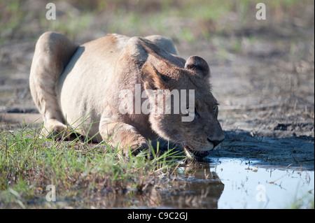 Potable lionne lion Panthera leo Botswana Banque D'Images