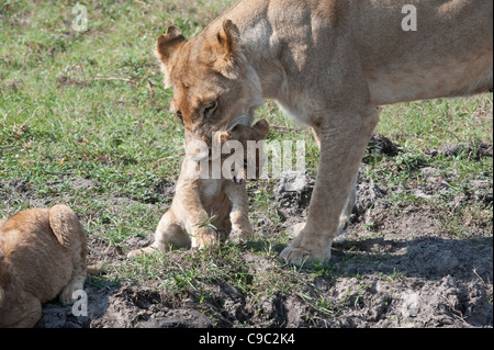 Lionne décrochant cub Panthera leo Botswana Banque D'Images