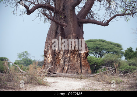 Baobab avec tronc endommagé Banque D'Images