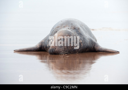 Bull du phoque gris Halichoerus grypus UK Banque D'Images