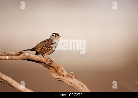 Bruant à couronne blanche (Zonotrichia leucophrys gambelii), sous-espèce de Gambel Banque D'Images