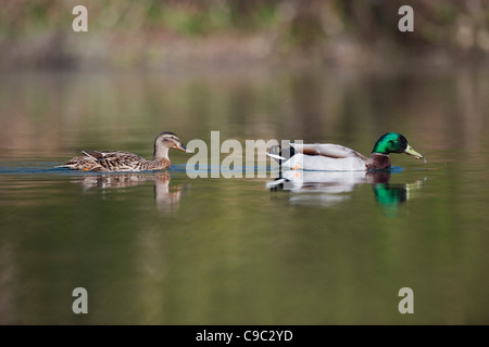 Les canards colverts UK Banque D'Images