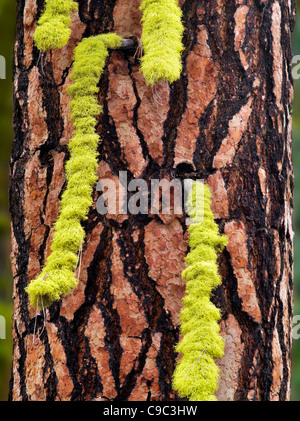 Licken sur arbre de pin ponderosa. Oregon Banque D'Images