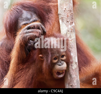 Une femelle adulte toilettage de orangutan sa jeune progéniture. Format carré. Banque D'Images