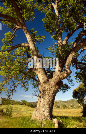 Californie - Arbre de chêne au Paramount Ranch dans les Santa Monica Mountains National Recreation Area. Banque D'Images